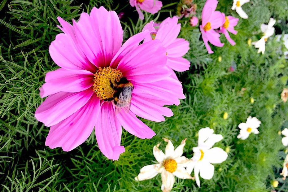 Pink flower with bee